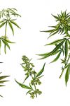 hemp leaves